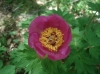 Paeonia officinalis L. subsp. microcarpa (Boiss. & Reut.) Nyman
