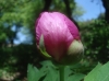 Paeonia officinalis subsp. microcarpa ?
