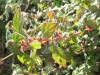 Parietaria judaica L.