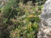 Parietaria judaica L.