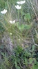 Parnassia palustris L.