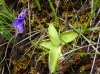 Pinguicula 1/5