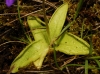 Pinguicula 2/5