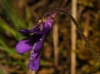 Pinguicula 3/5