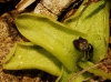 Pinguicula 5/5