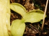 Pinguicula