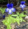 Pinguicula dertosensis (Cañig.) Mateo & M.B.Crespo