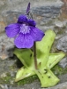 Pinguicula grandiflora Lam. subsp. grandiflora