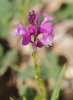 Polygala 1/2