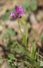 Polygala 2d2