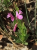 Polygala nicaeensis
