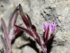Polygala rupestris Pourr.