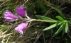 Polygala nicaeensis