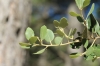 Quercus ilex