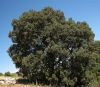 Quercus ilex L. subsp. ilex