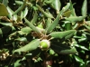 Quercus ilex L. subsp. ilex