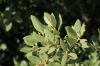 Quercus ilex subsp. ilex
