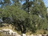 Quercus faginea 2/5