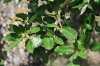 Quercus faginea subsp. faginea 1/2