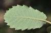 Quercus faginea subsp. faginea 2/2