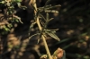 Reseda lutea ? 2d2
