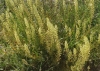 Reseda lutea ?