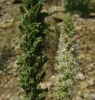 Reseda barrelieri 2/3 (a confirmar)