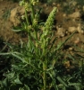 Reseda lutea 3/3 (a confirmar)