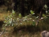 Rhamnus alaternus L.