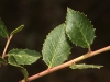 Rhamnus alaternus L.