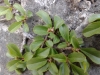 Rhamnus pumila ? 1/2 Rhamnus pumila ? 1/2