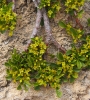 Rhamnus pumila Rhamnus pumila