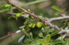 Rhamnus saxatilis ? Rhamnus saxatilis ?