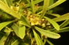 Rhamnus lycioides 2/2 Rhamnus lycioides 2/2