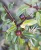 Rhamnus saxatilis Rhamnus saxatilis