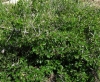 Rhamnus saxatilis 1/2 (a confirmar)