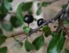 Rhamnus saxatilis 1/2