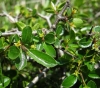 Rhamnus saxatilis 2/2 (a confirmar)