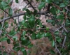 Rhamnus saxatilis 2/2 Rhamnus saxatilis 2/2