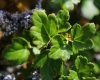 Ribes alpinum