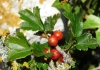 Ribes alpinum L.