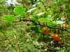 Ribes uva-crispa