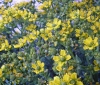 Ruta chalepensis L.
