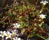 Saxifraga fragilis ?