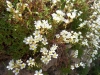 Saxifraga fragilis Schrank subsp. fragilis
