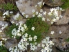 Saxifraga fragilis Schrank subsp. fragilis