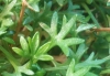 Saxifraga fragilis Schrank subsp. fragilis