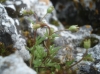 Saxifraga tridactylite ? 2/2
