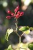 Smilax aspera L.