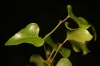 Smilax aspera L.